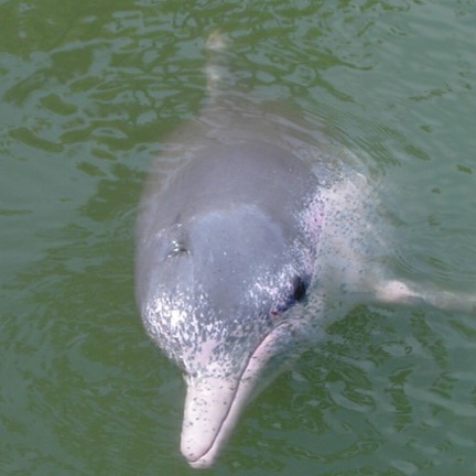 indo-pacific humpback dolphin (sousa chinensis) in Shallow coastal waters, estuaries, and river mouths