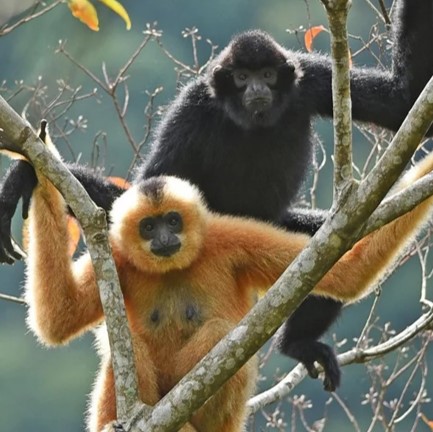 hainan gibbon (nomascus hainanus) in  tropical rainforests and montane forests of Hainan Island, where they rely on mature trees and dense vegetation for feeding, nesting, and socializing