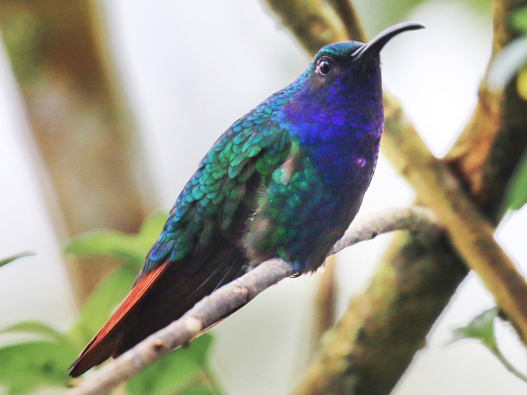 santa marta sabrewing