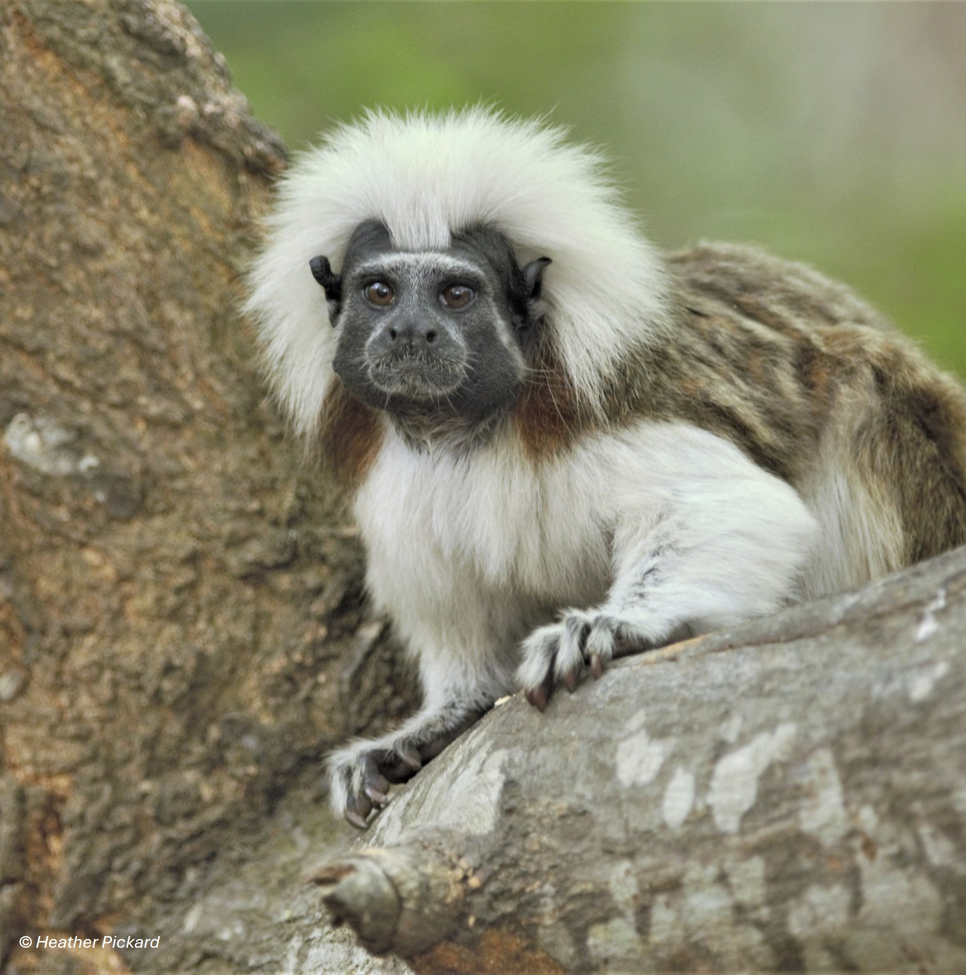 cotton-top tamarin (saguinus oedipus) in tropical rainforests and mangrove swamps of northwestern Colombia, where they rely on dense vegetation for shelter and foraging