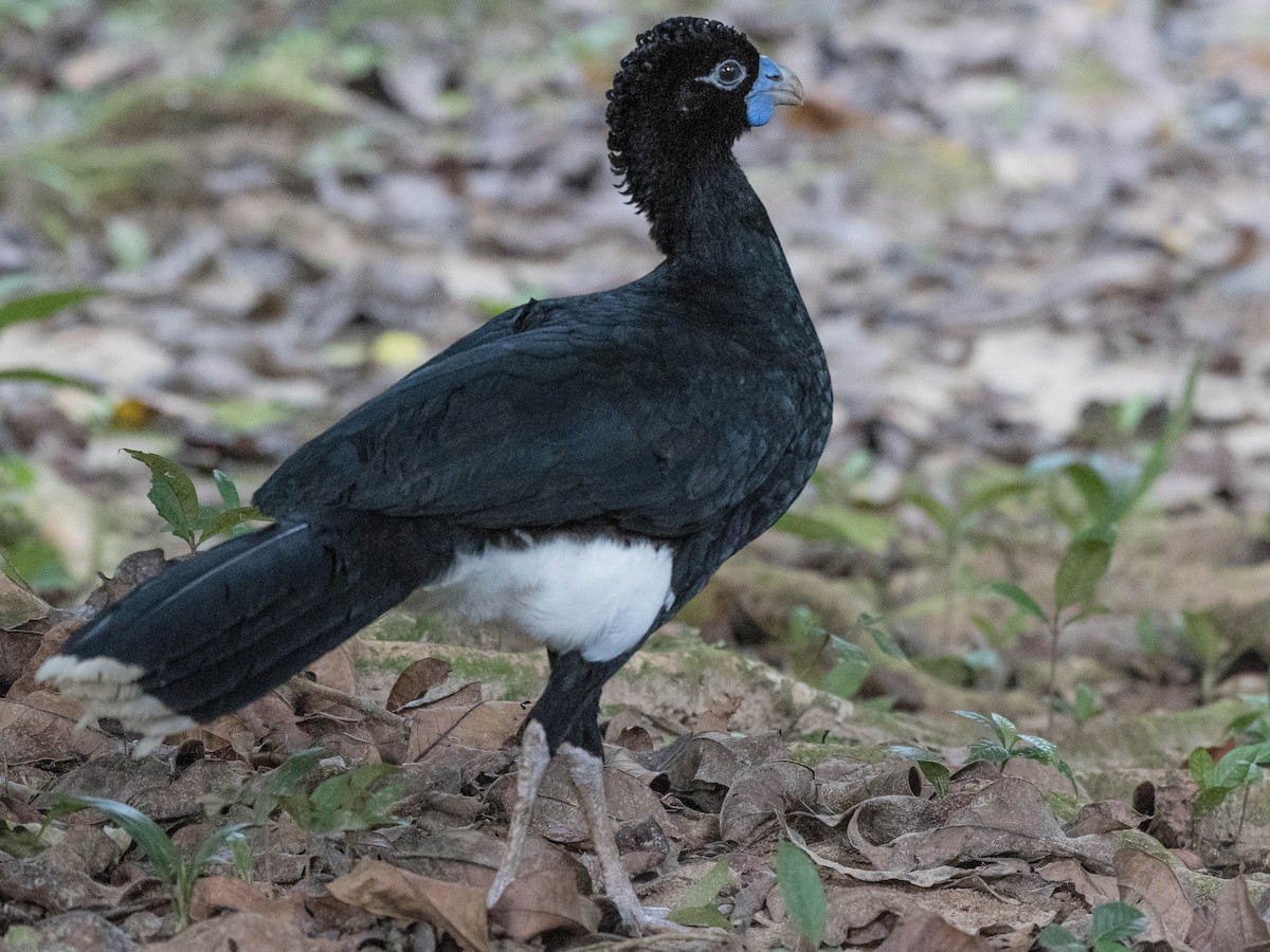 blue-billed curassow
