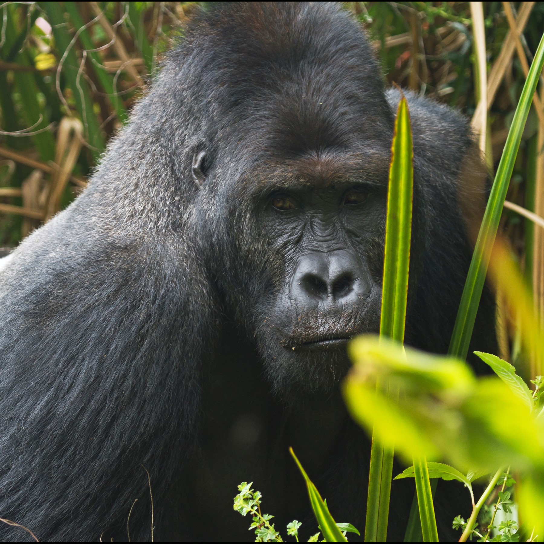 grauer's gorilla (gorilla beringei ssp. graueri) in dense rainforests of the eastern Democratic Republic of the Congo, where they inhabit montane and lowland tropical forests