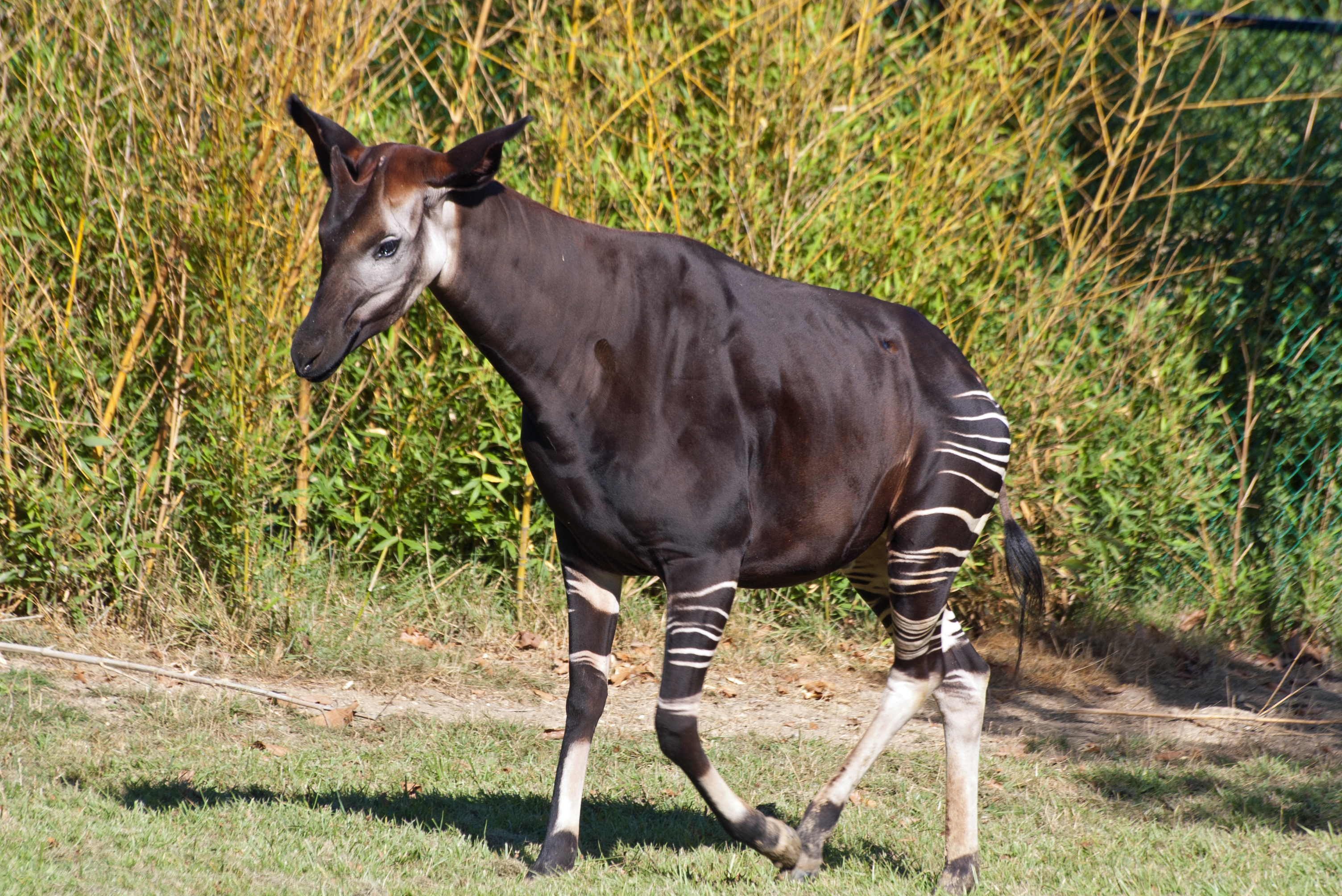 Species Image