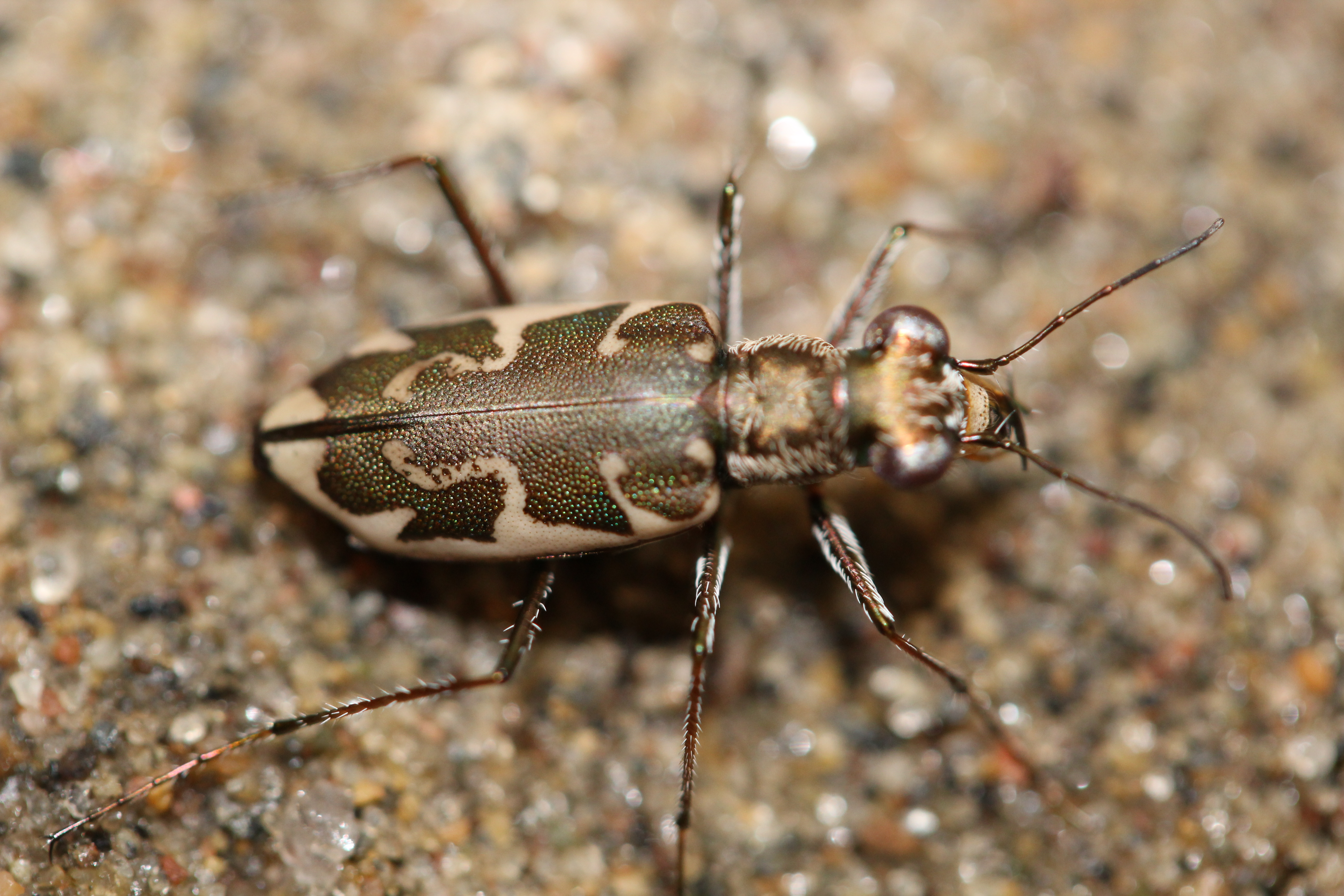 puritan tiger beetle