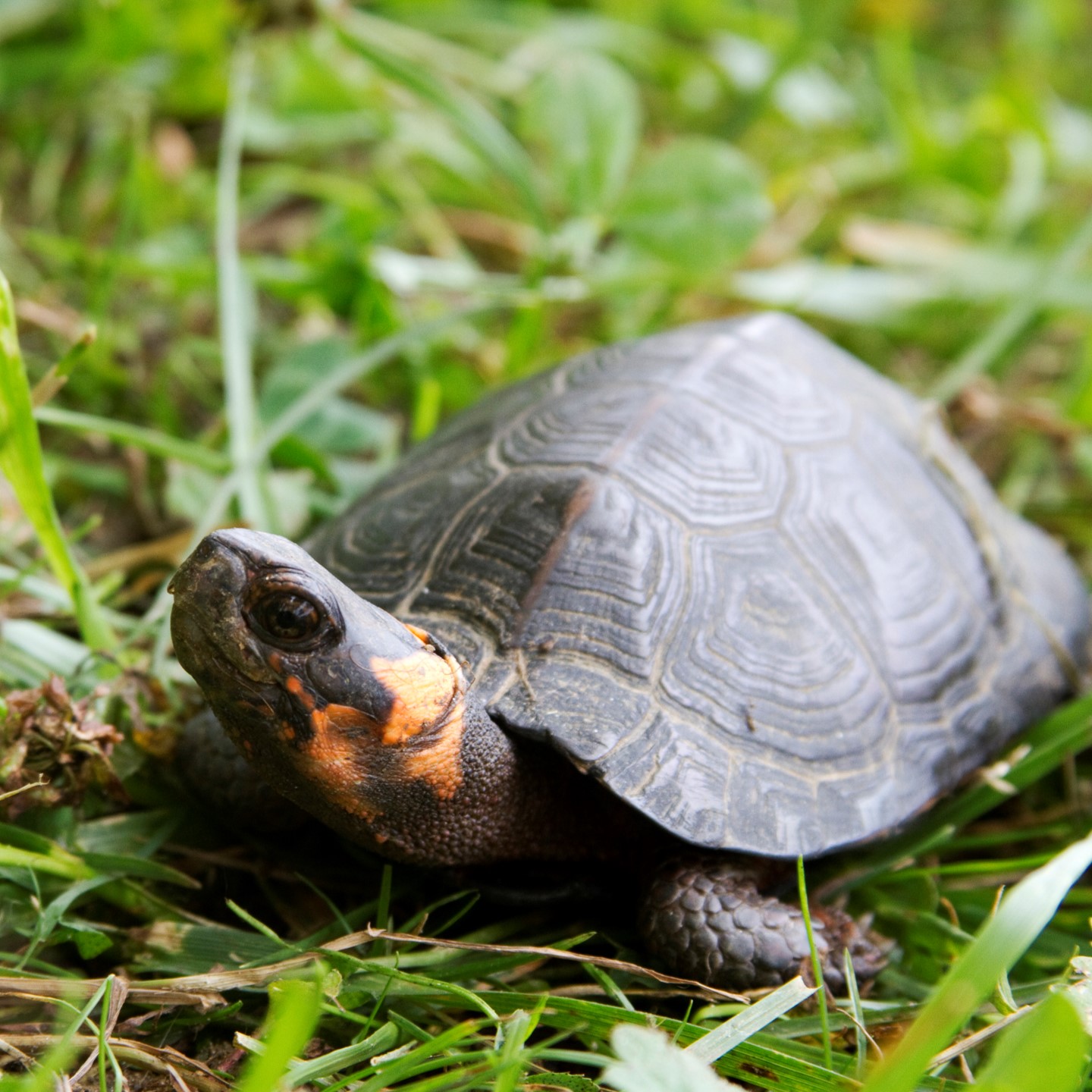 bog turtle (glyptemys muhlenbergii) in Wetlands, bogs, and other shallow, slow-moving bodies of water with abundant vegetation and muddy substrates
