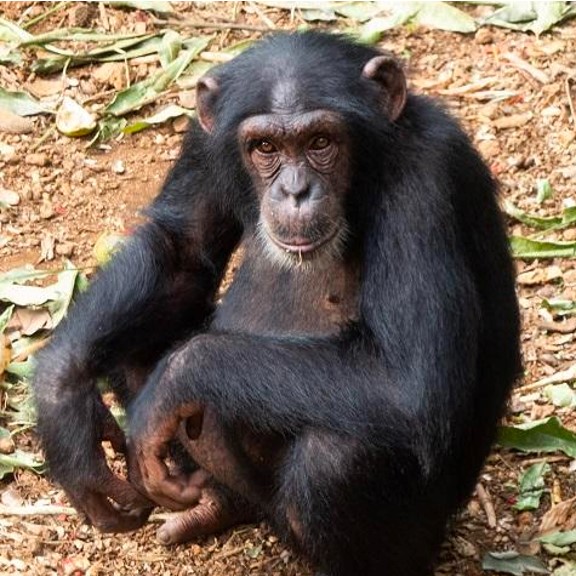 western chimpanzee (pan troglodytes verus) in inhabit a range of forest habitats, including tropical rainforests, moist and dry deciduous forests, swamp forests, and wooded savannas