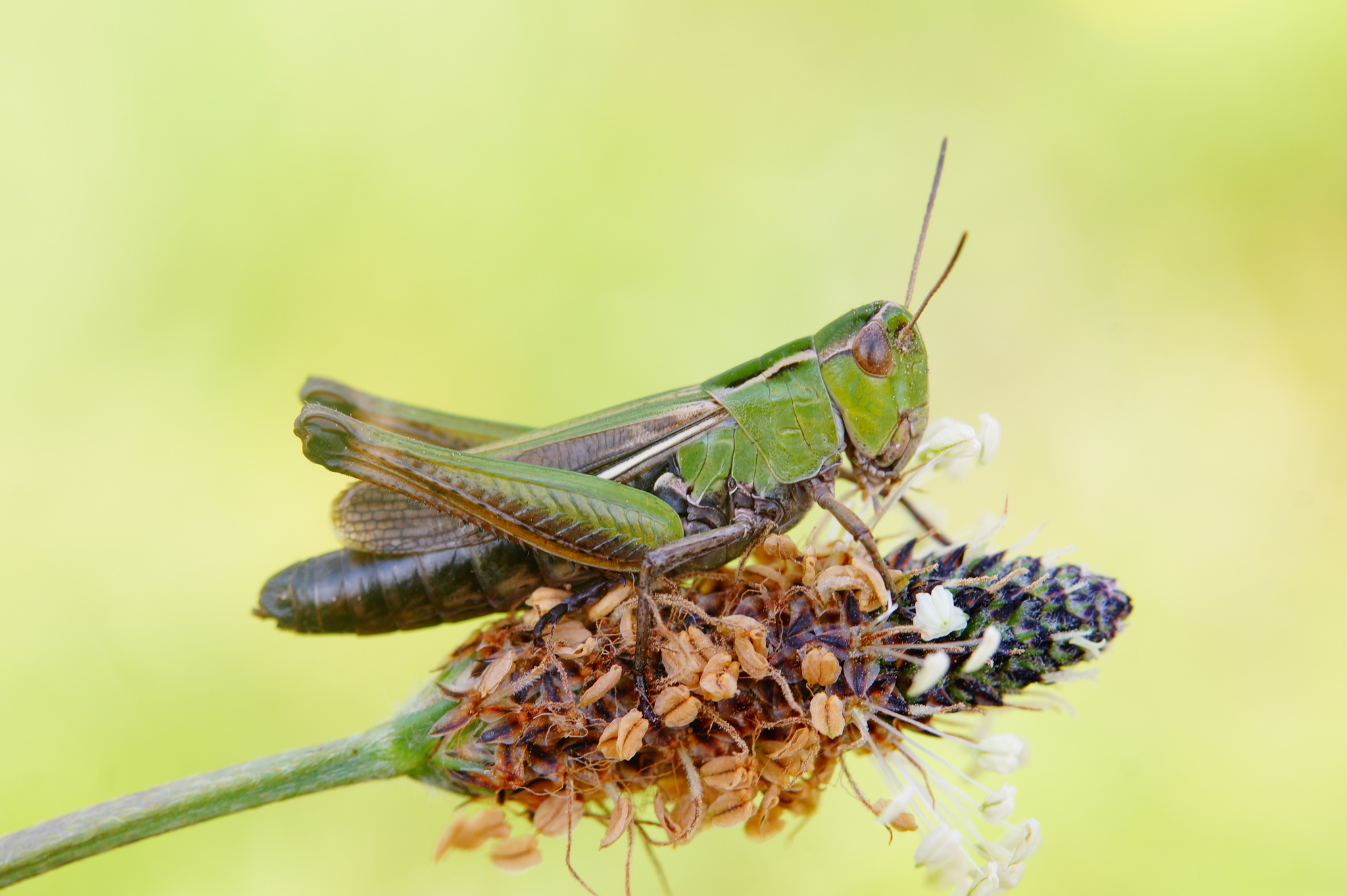 croatian toothed grasshopper