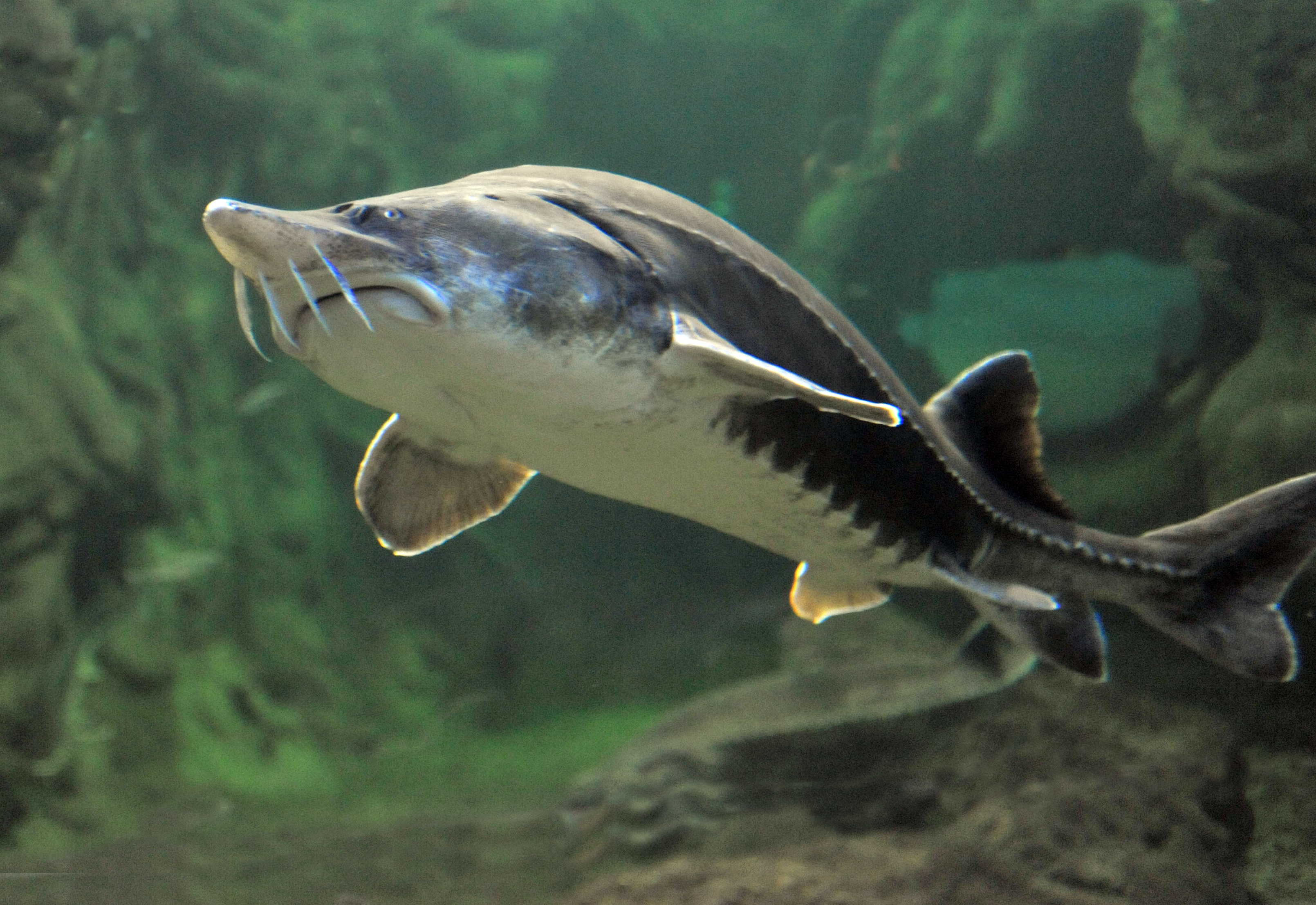 adriatic sturgeon
