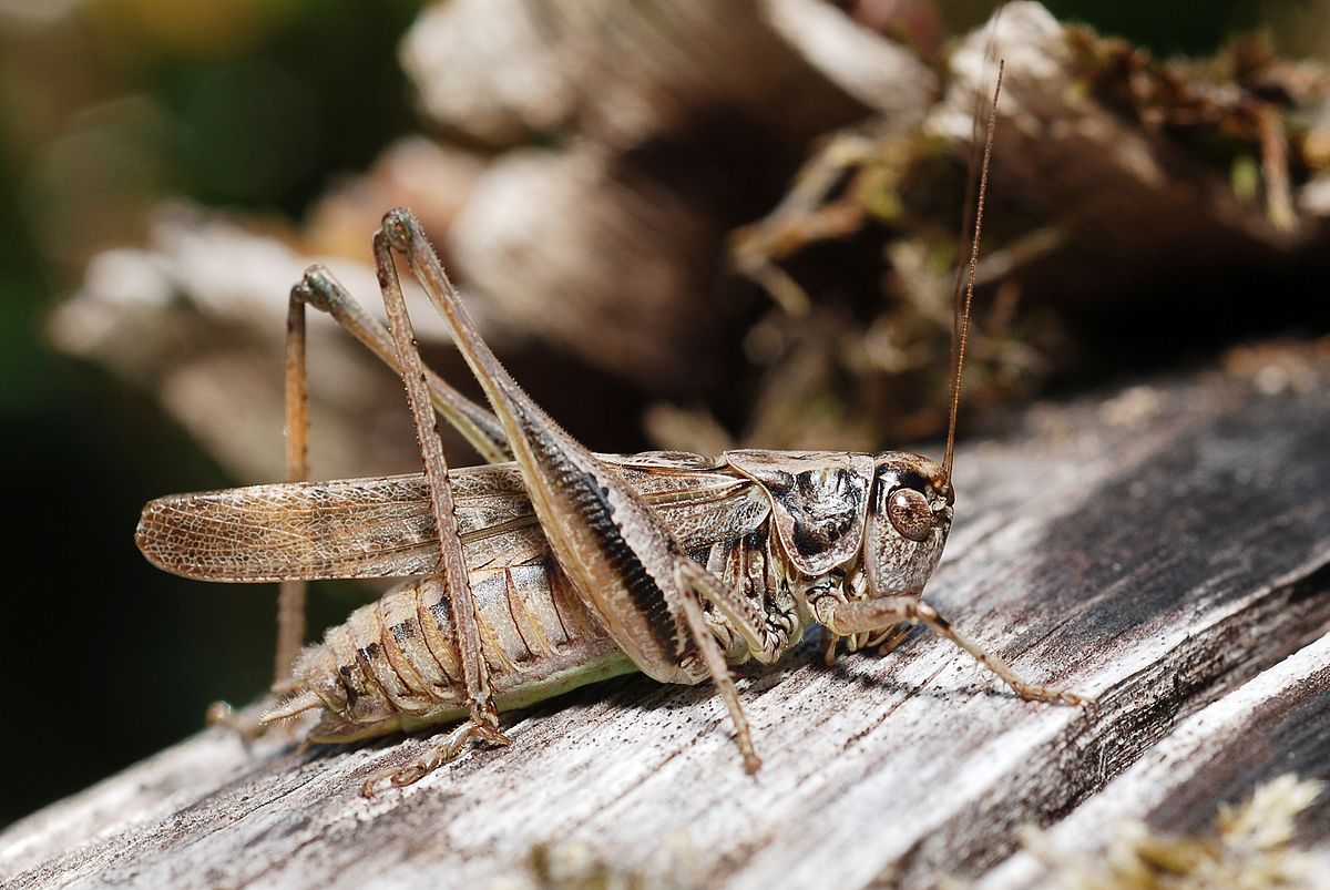 cyprian grey bush-cricket