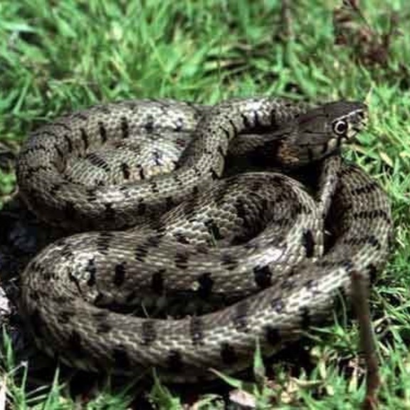 cyprus whip snake (hierophis cypriensis) in near water sources, such as streams, ponds, and marshes in forested areas, scrublands, grasslands, and agricultural landscapes
