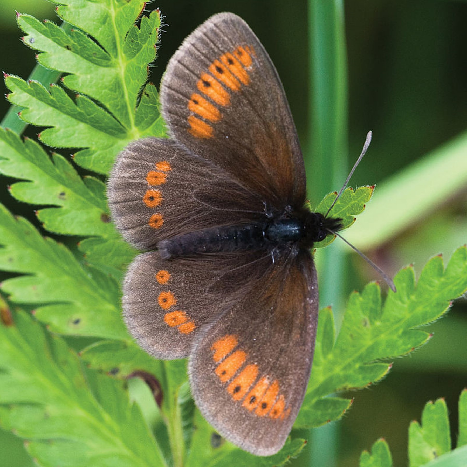 sudeten ringlet butterfly (erebia sudetica) in Alpine meadows and grassy slopes within its limited range in the Sudetes mountains