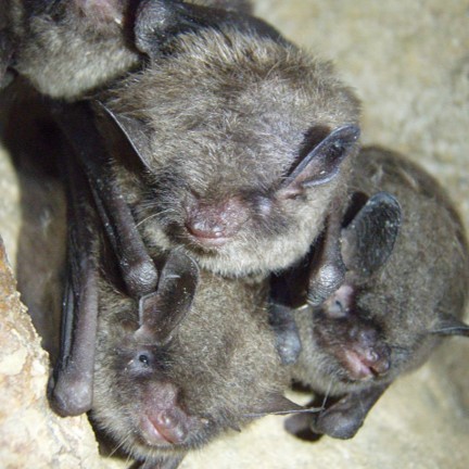 indiana bat (myotis sodalis) in Caves, mines, and occasionally in trees during the summer months