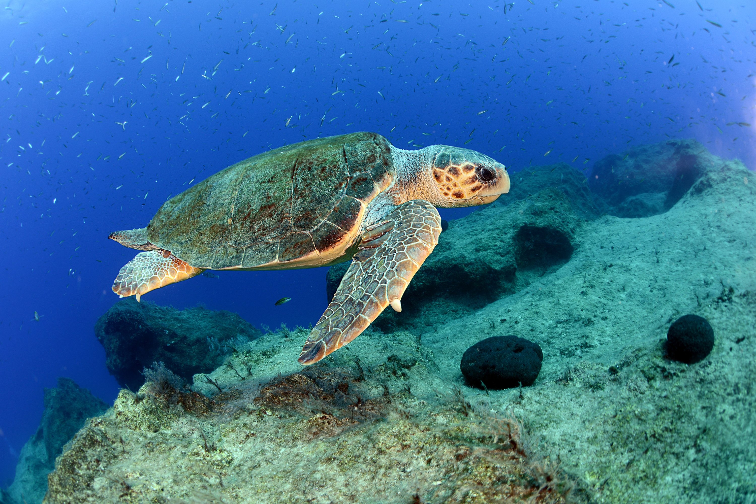 loggerhead sea turtle (caretta caretta) in  Loggerheads have a broad distribution, inhabiting coastal and oceanic waters. They are known for nesting on sandy beaches.