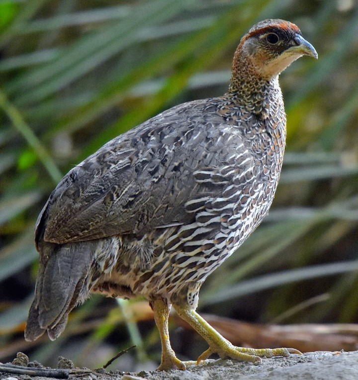 djibouti francolin (pternistis ochropectus) in Dry scrubland and thornbush habitats within Djibouti
