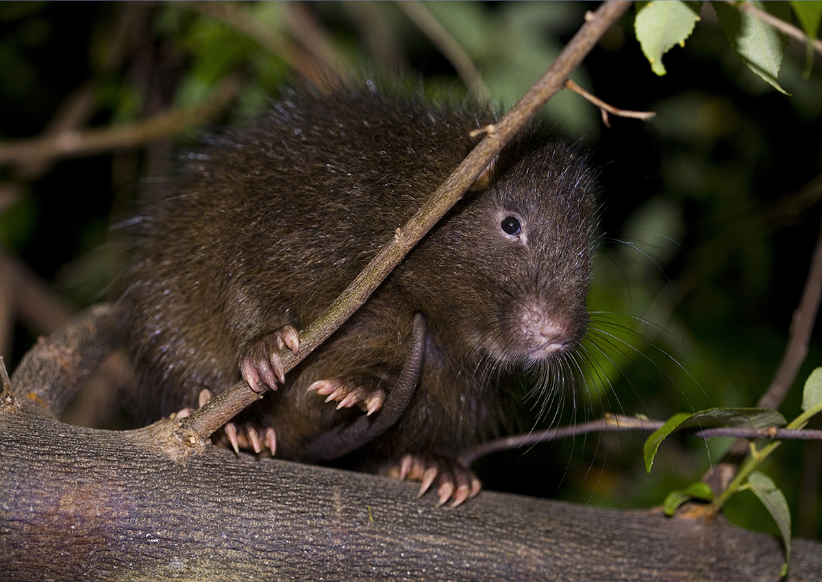 cuvier's hutia