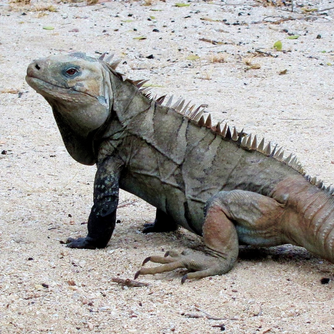 ricord's rock iguana (cyclura ricordii) in dry rocky areas, coastal forests, and scrublands in the southern coastal regions of the Dominican Republic