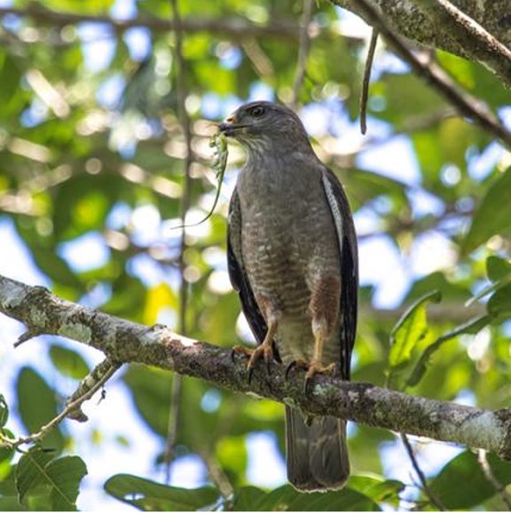 ridgway's hawk (buteo ridgwayi) in  subtropical or tropical moist lowland forests, subtropical or tropical moist montane forests, and dry lowland forests