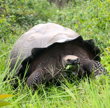 eastern santa cruz giant tortoise (chelonoidis donfaustoi) in Arid lowlands and highland areas of eastern Santa Cruz Island