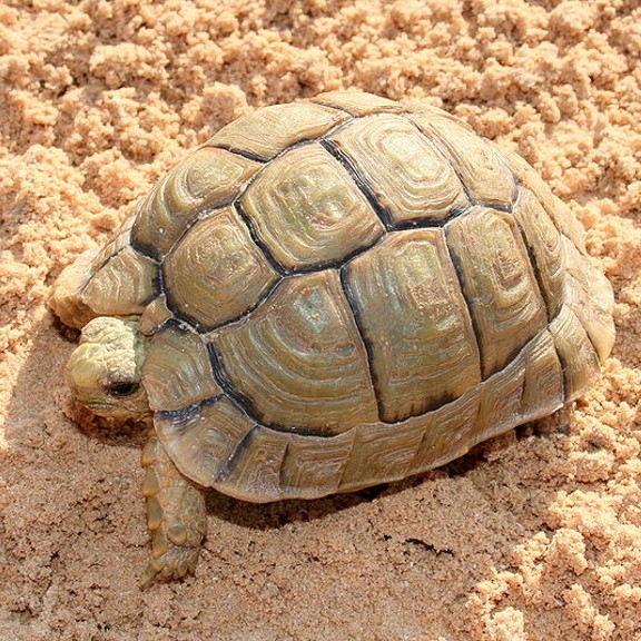 egyptian tortoise (testudo kleinmanni) in Arid and semi-arid regions, including deserts, scrublands, and rocky outcrops, where it seeks refuge in burrows and crevices to escape the intense heat of the day