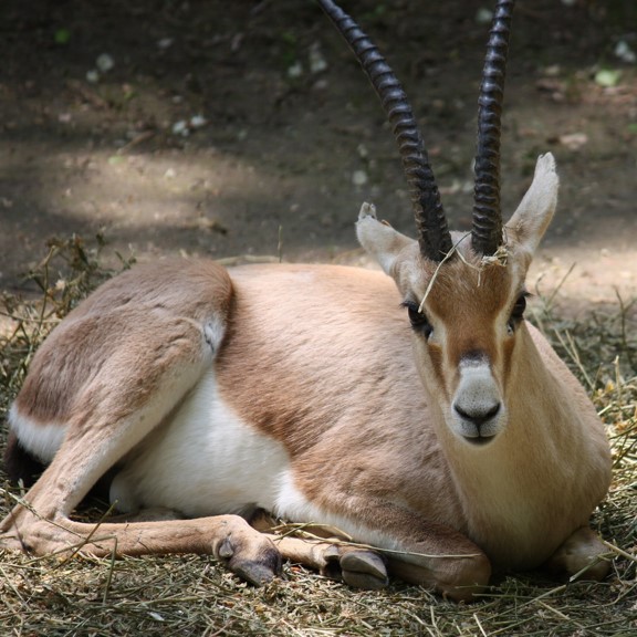 slender-horned gazelle (gazella leptoceros) in Open desert and semi-desert habitats with sparse vegetation, sandy dunes, and rocky plateaus.