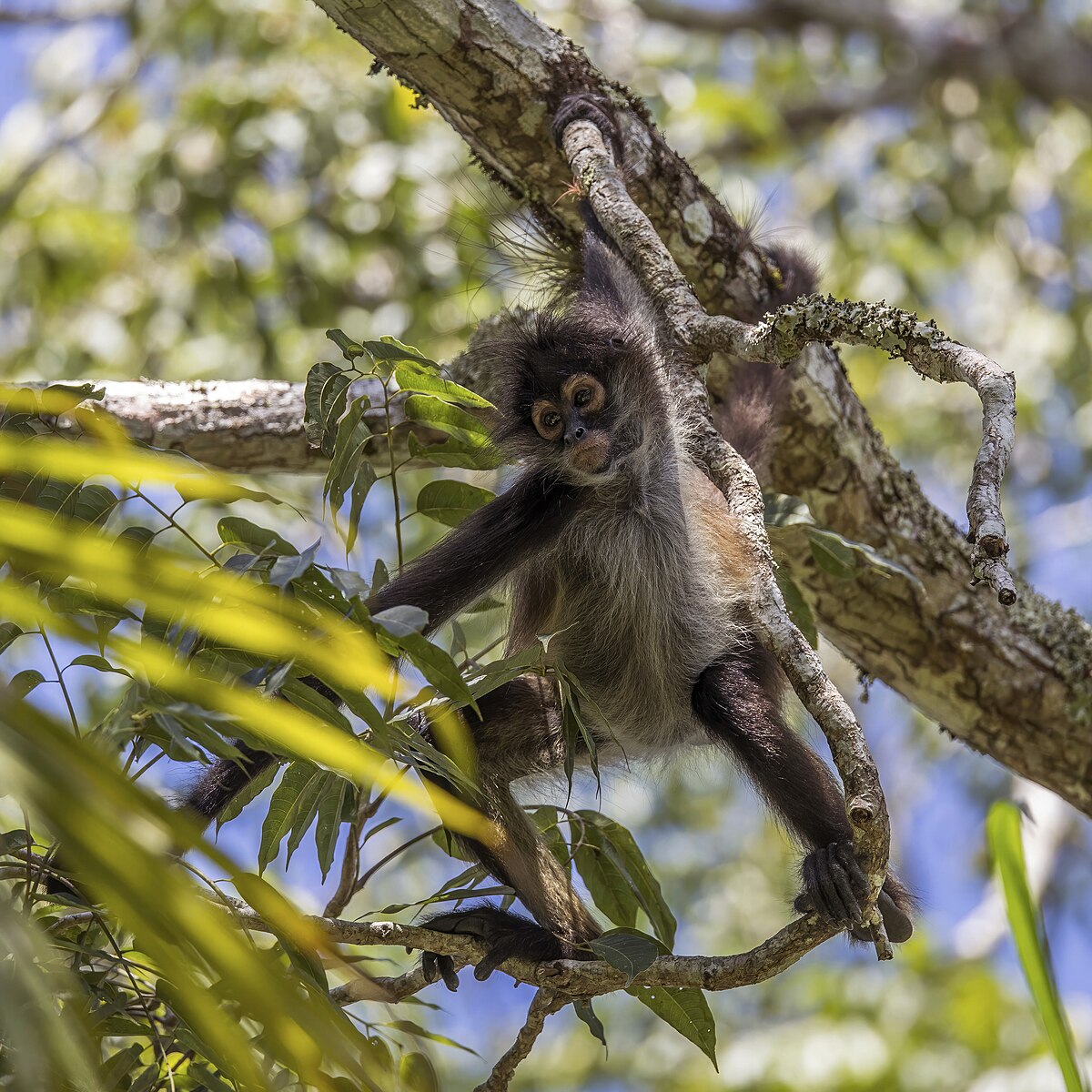 geoffroy's spider monkey