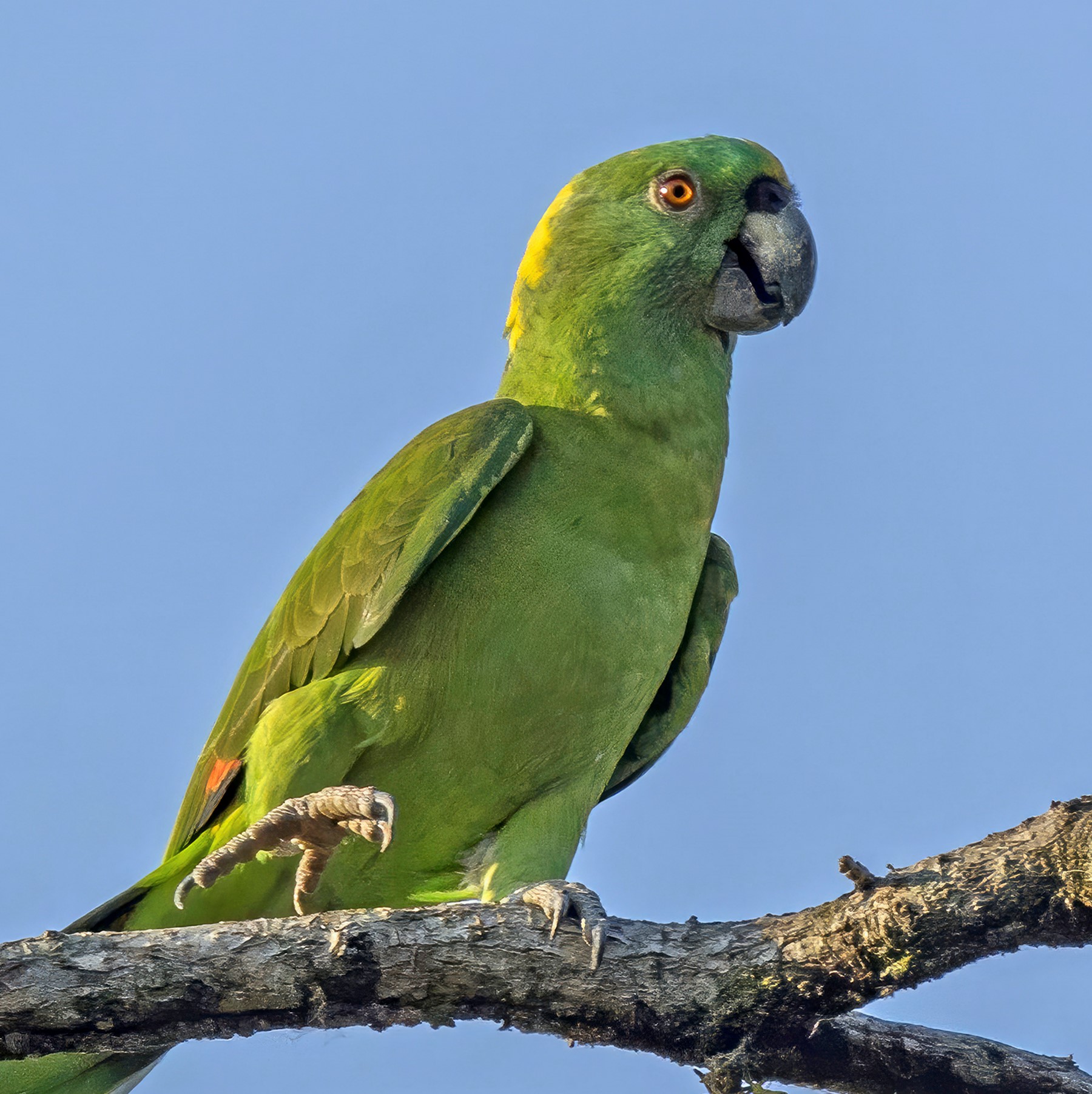 yellow-naped amazon (amazona auropalliata) in Humid forests, mangroves, and wooded areas