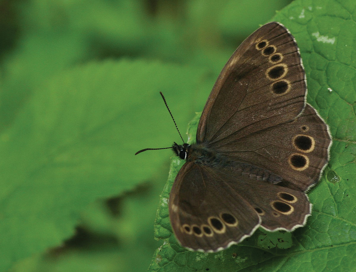 woodland brown (lopinga achine) in Warm, open areas in damp deciduous or mixed forests