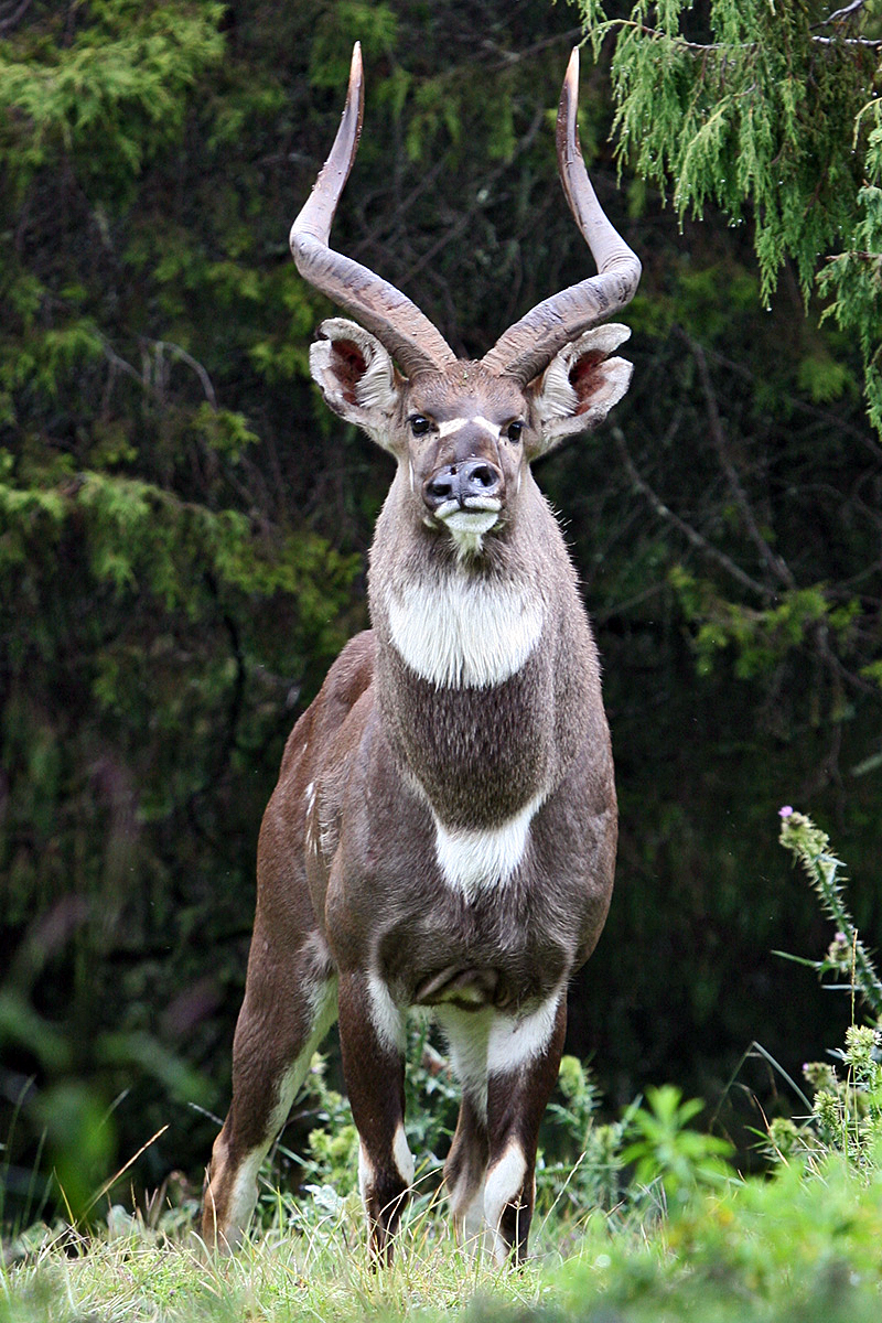 mountain nyala