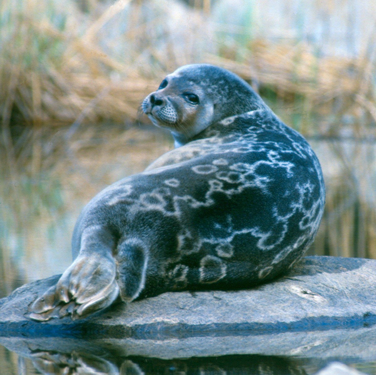 Species Image