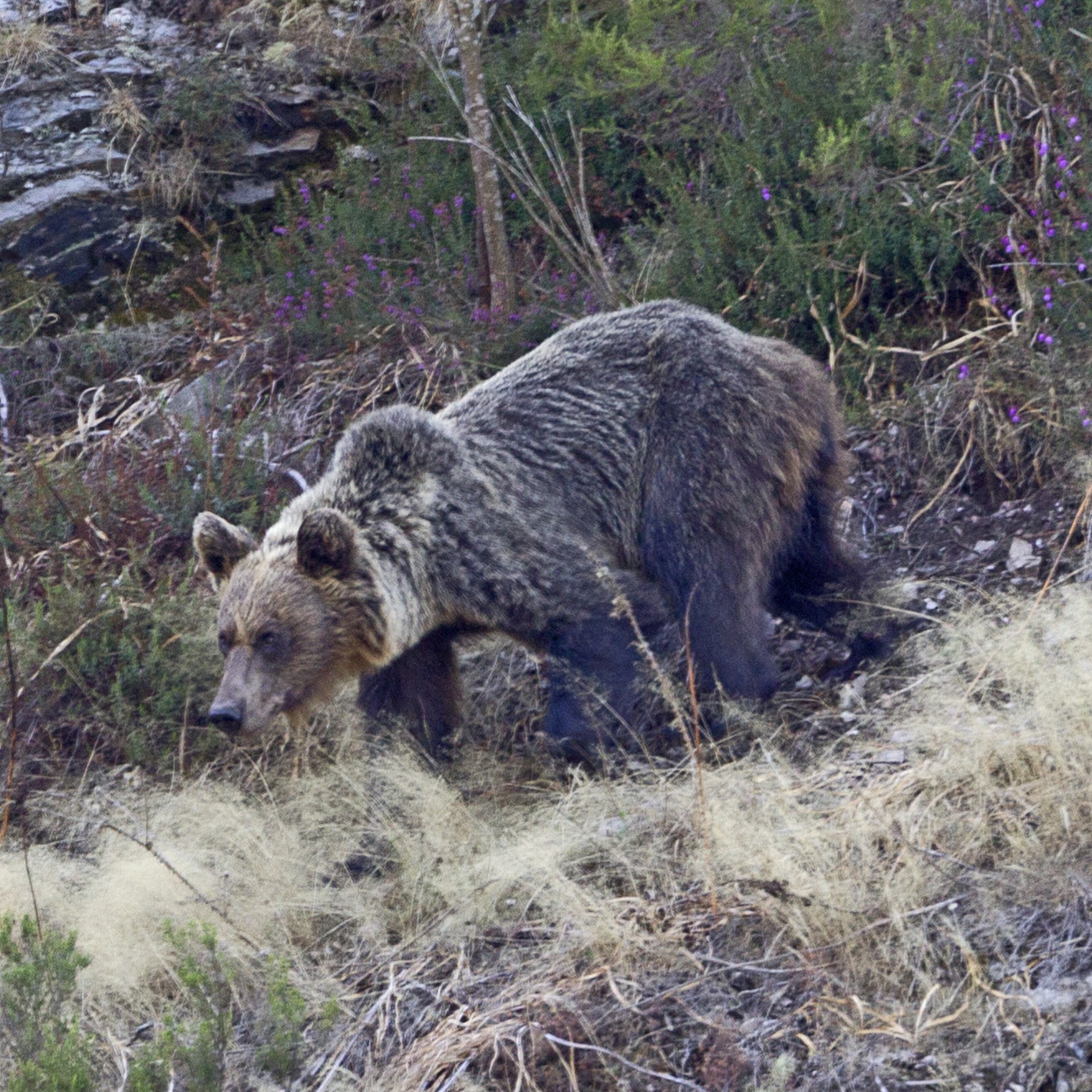 pyrenean brown bear (ursus arctos pyrenaicus) in Dense forests, alpine meadows, and rugged terrain of the Pyrenees Mountains
