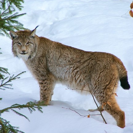 'eurasian lynx (lynx lynx) in Forests, tundra, scrubland, and rocky areas