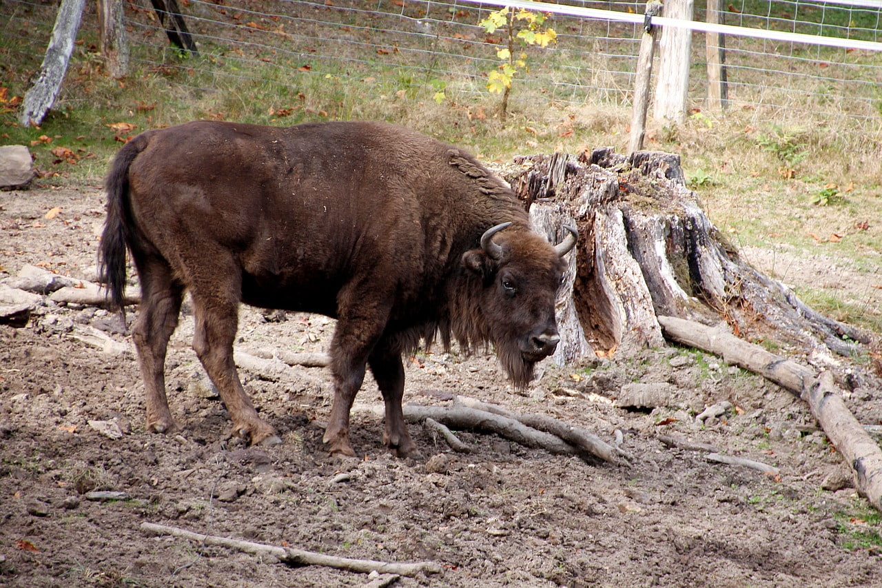 Species Image