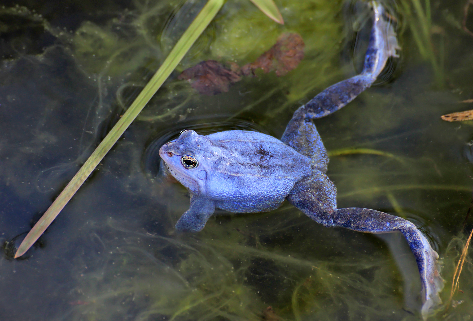moor frog (rana arvalis) in Wetlands, peat bogs, and moorlands with ample vegetation and water.