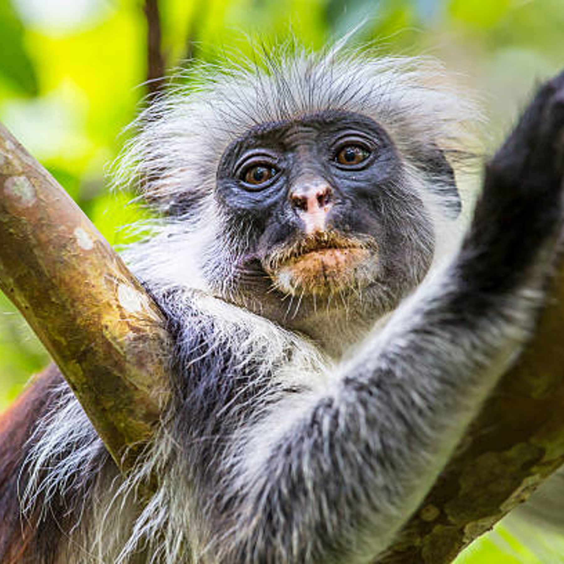 miss waldron’s red colobus (piliocolobus waldroni) in Tropical moist and semi-deciduous forest, and swamp forest,