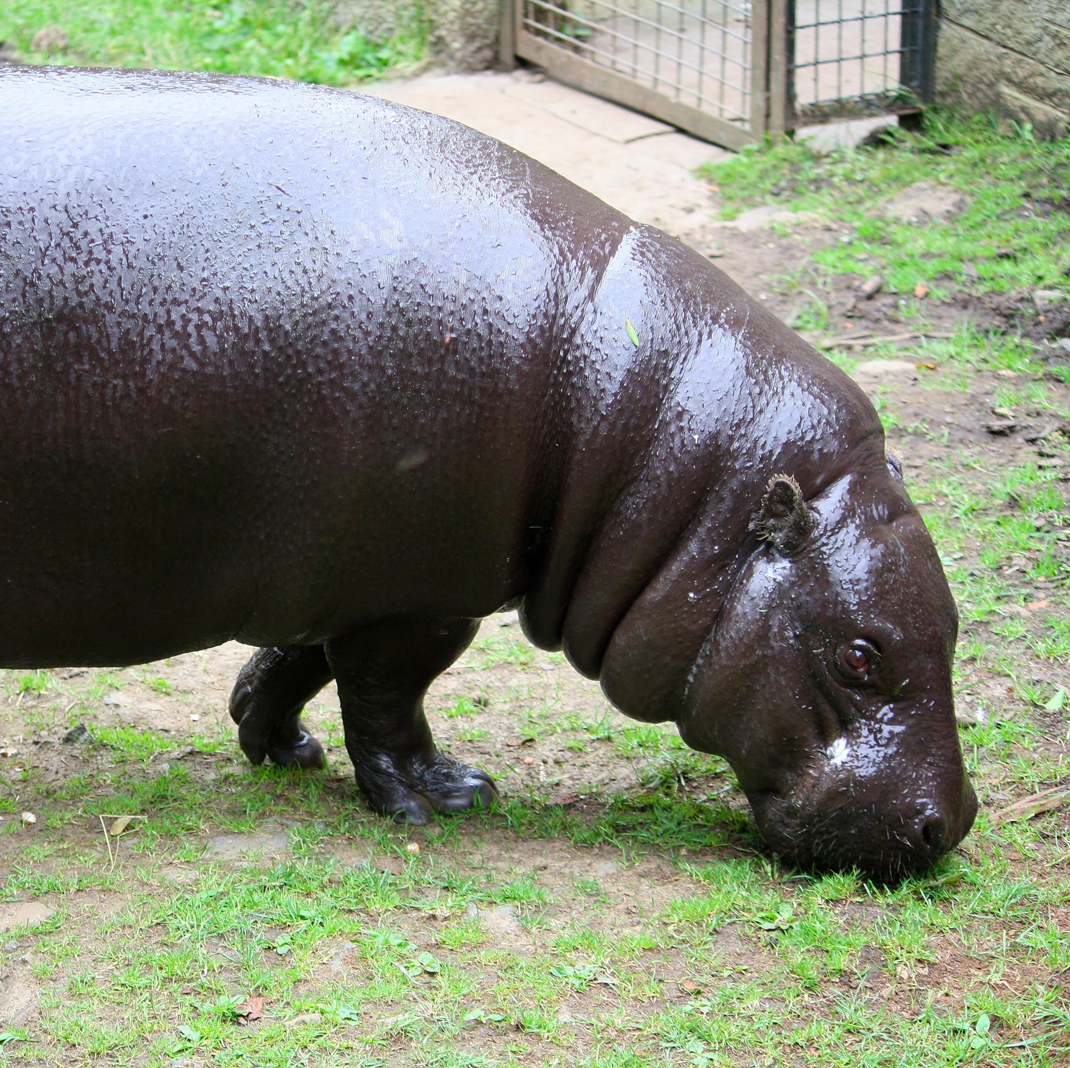 pygmy hippopotamus (choeropsis liberiensis) in dense, lowland primary and secondary rainforests, swamps, and rivers