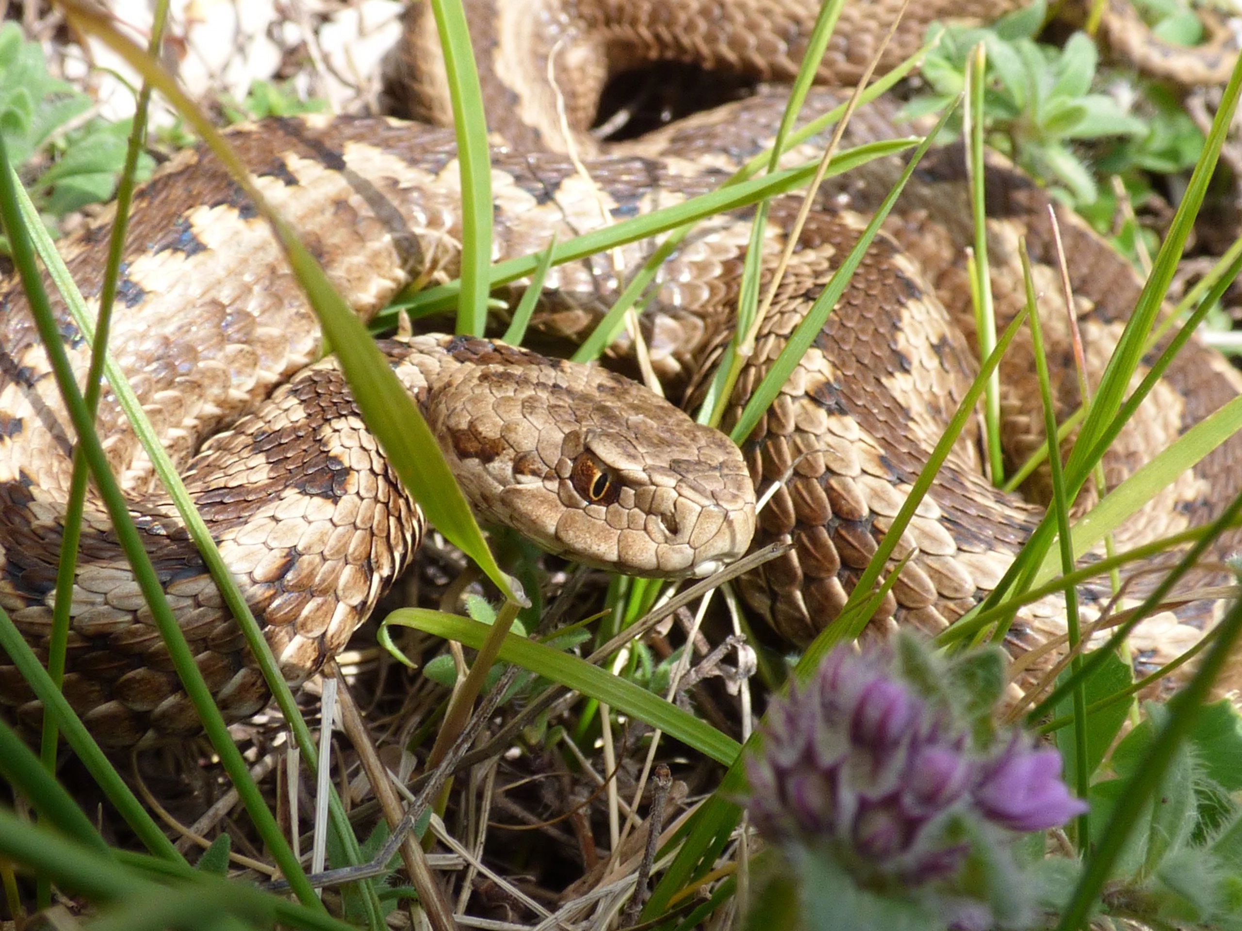greek meadow viper