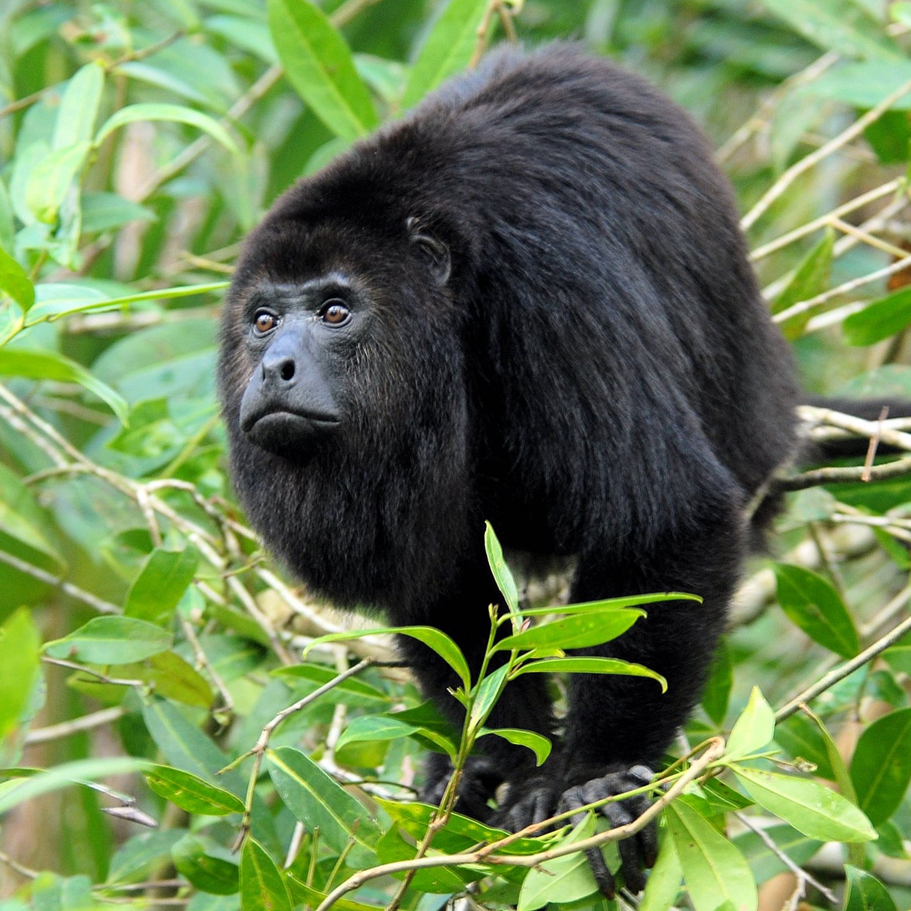 black howler monkey (alouatta pigra) in Tropical forests, including both primary and secondary forests, as well as wetlands