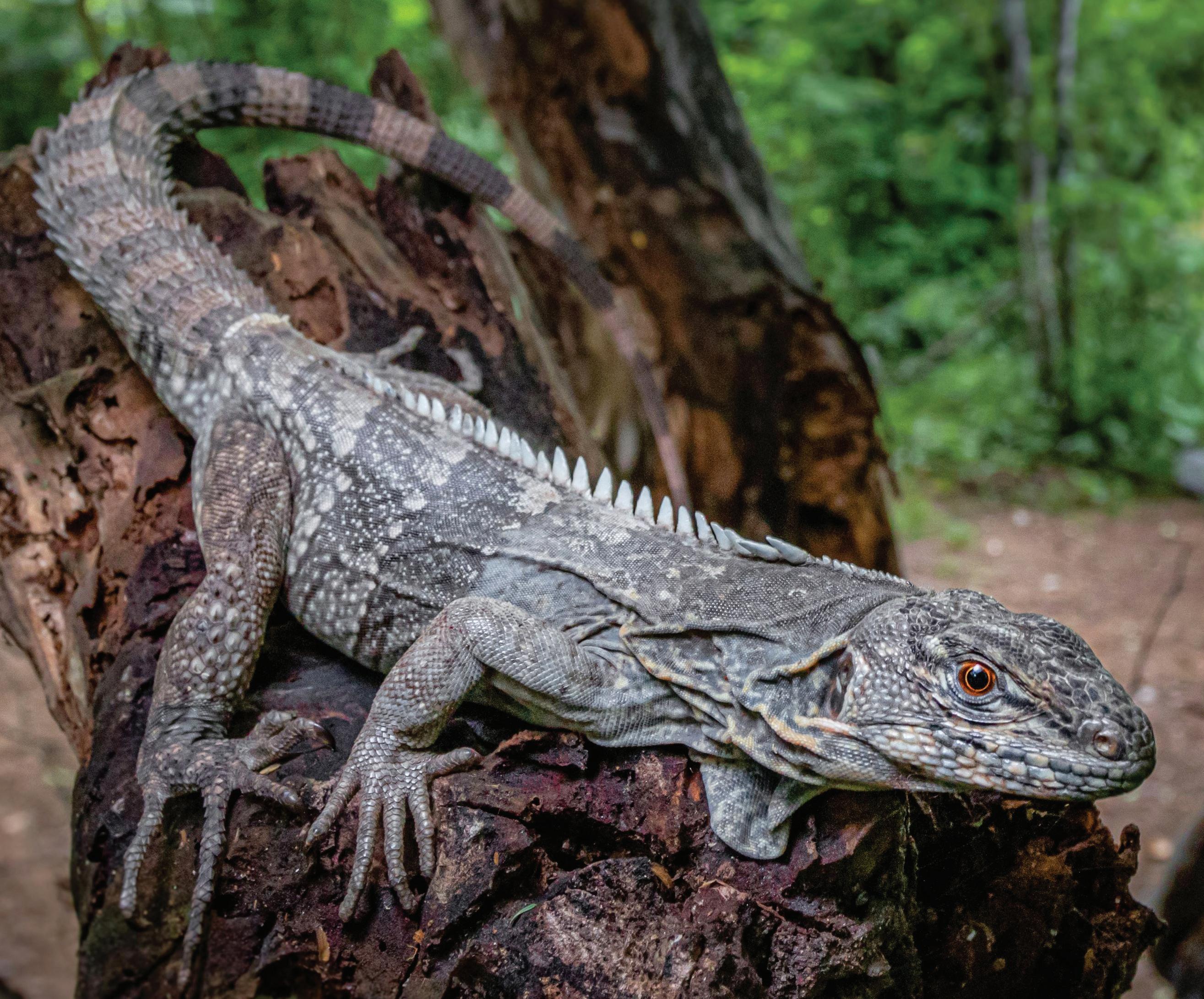 motagua spiny-tailed iguana