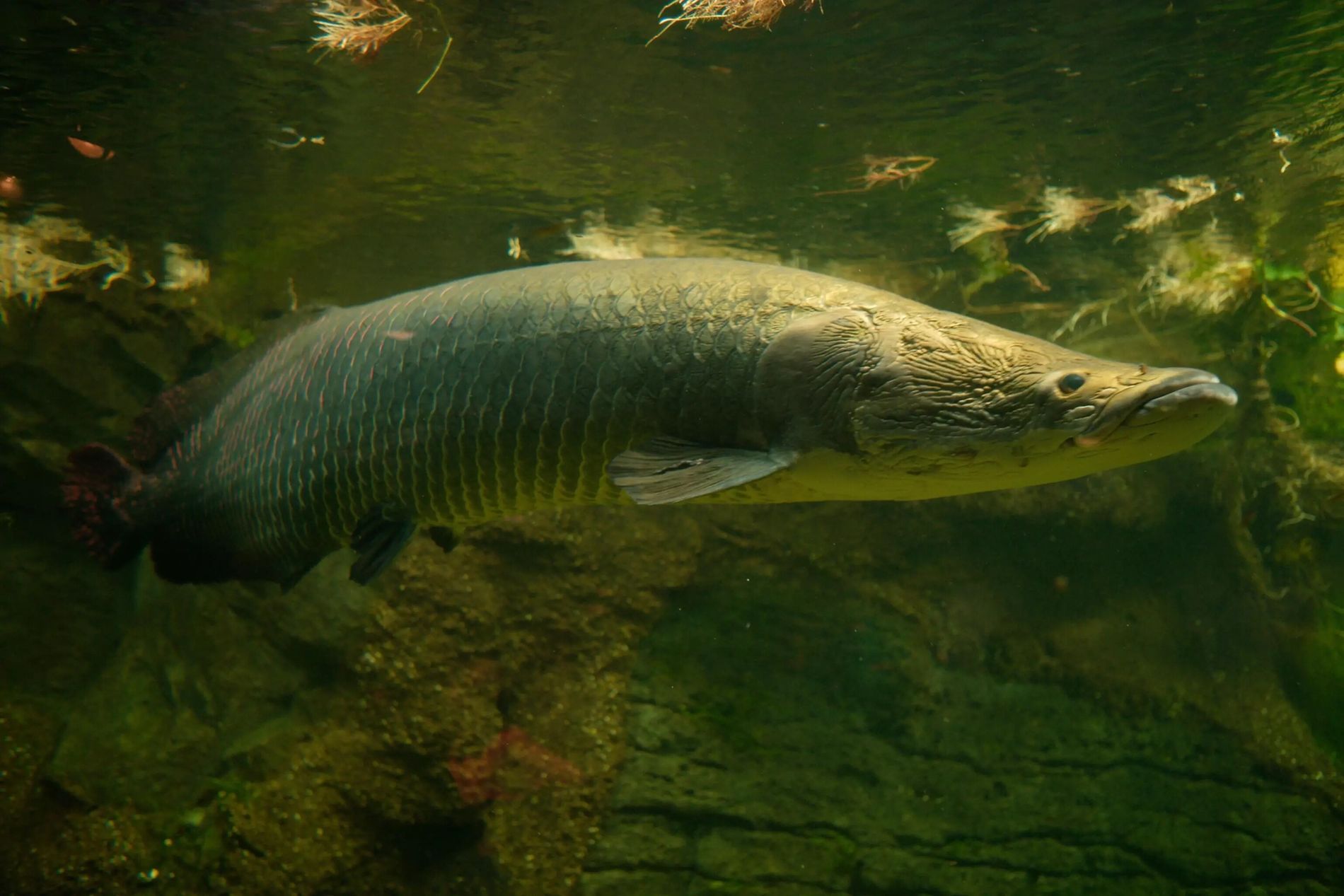 Species Image