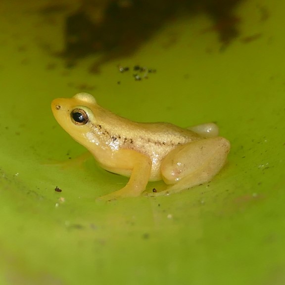 beebe's rocket frog (anomaloglossus beebei) in moist and humid forests of the Kaieteur Plateau, often found near streams or water bodies where it breeds