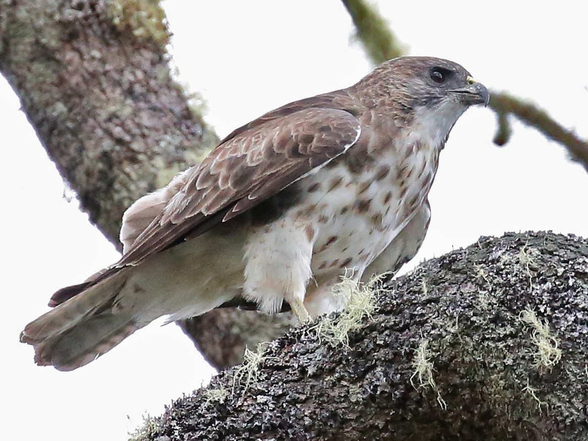 hawaiian hawk