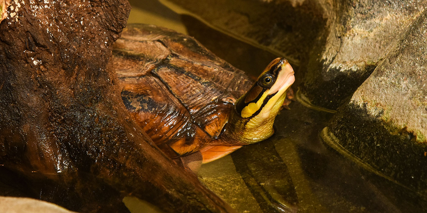 chinese three-striped box turtle