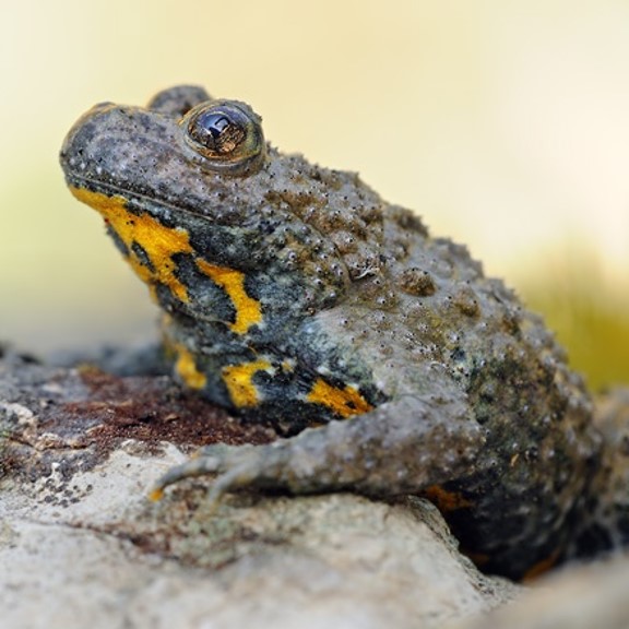 yellow–bellied toad (bombina variegata) in Forests, grasslands, wetlands, and meadows. They require clean, shallow water bodies for breeding, such as ponds, marshes, and slow-moving streams
