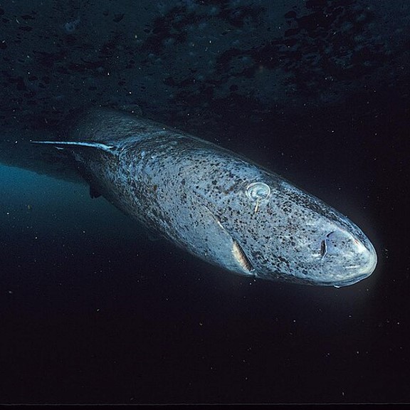 greenland shark (somniosus microcephalus) in Deep waters of the North Atlantic and Arctic Oceans, ranging from near the surface to depths exceeding 2,000 meters (6,600 feet).