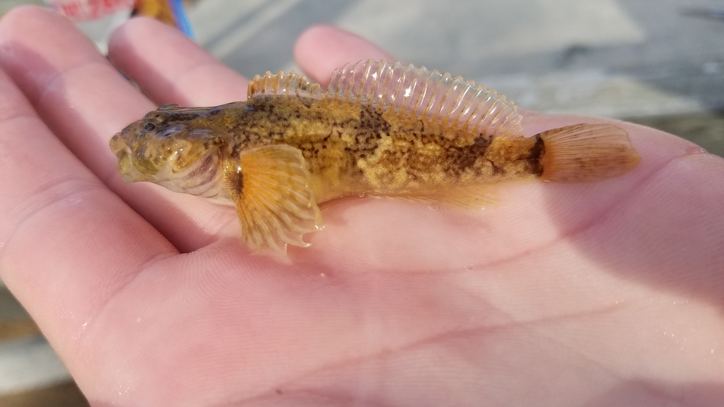 shoshone sculpin