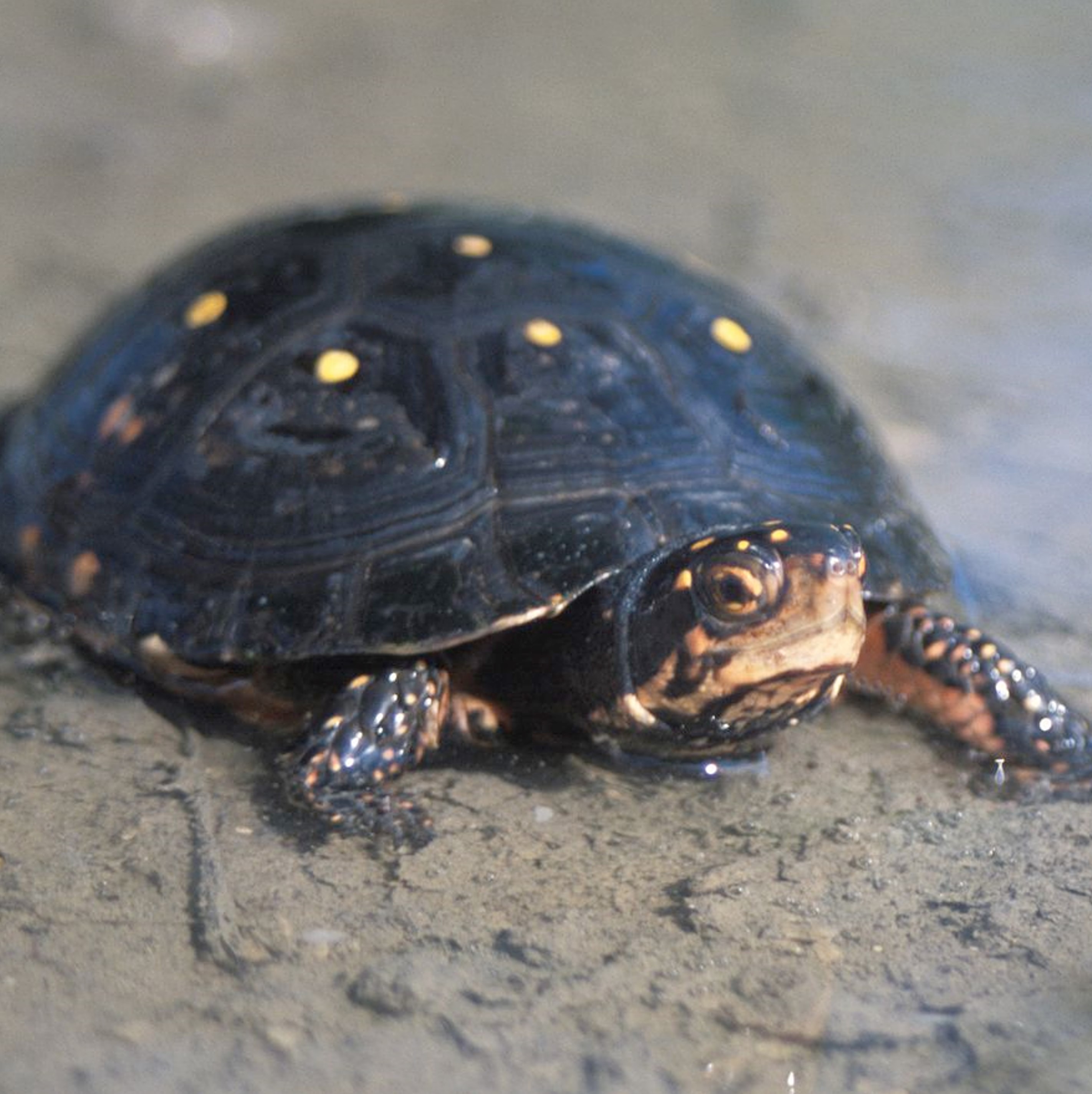 spotted turtle (clemmys guttata) in Wetland habitats with shallow water, dense vegetation, and soft substrate for burrowing