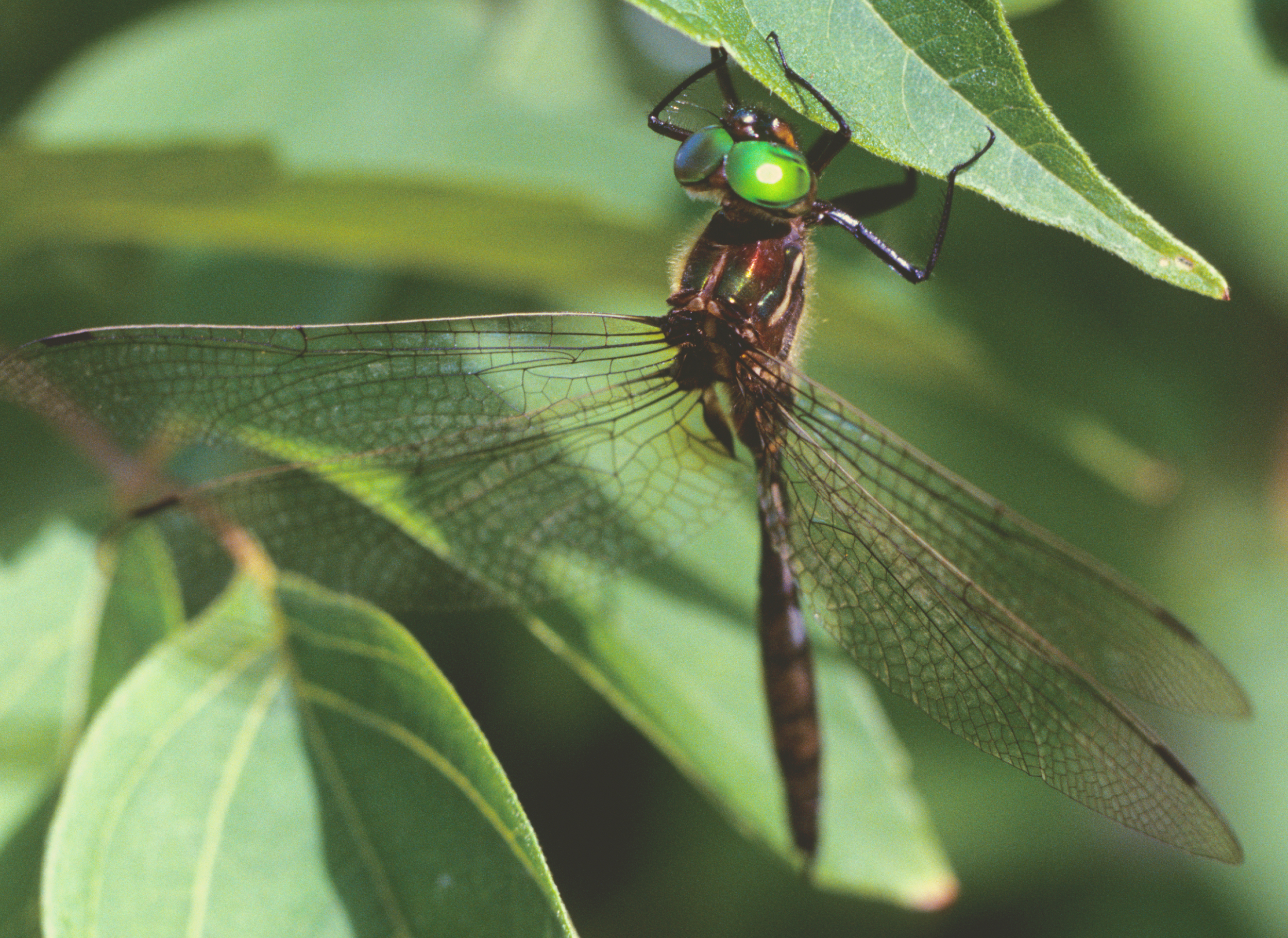 hine's emerald (somatochlora hineana) in calcareous spring-fed wetlands, wet meadows, and marshes, often associated with dolomite bedrock