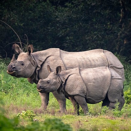 'greater one-horned rhino (rhinoceros unicornis) in Grasslands, swamps, and riverine forests in the foothills of the Himalayas.