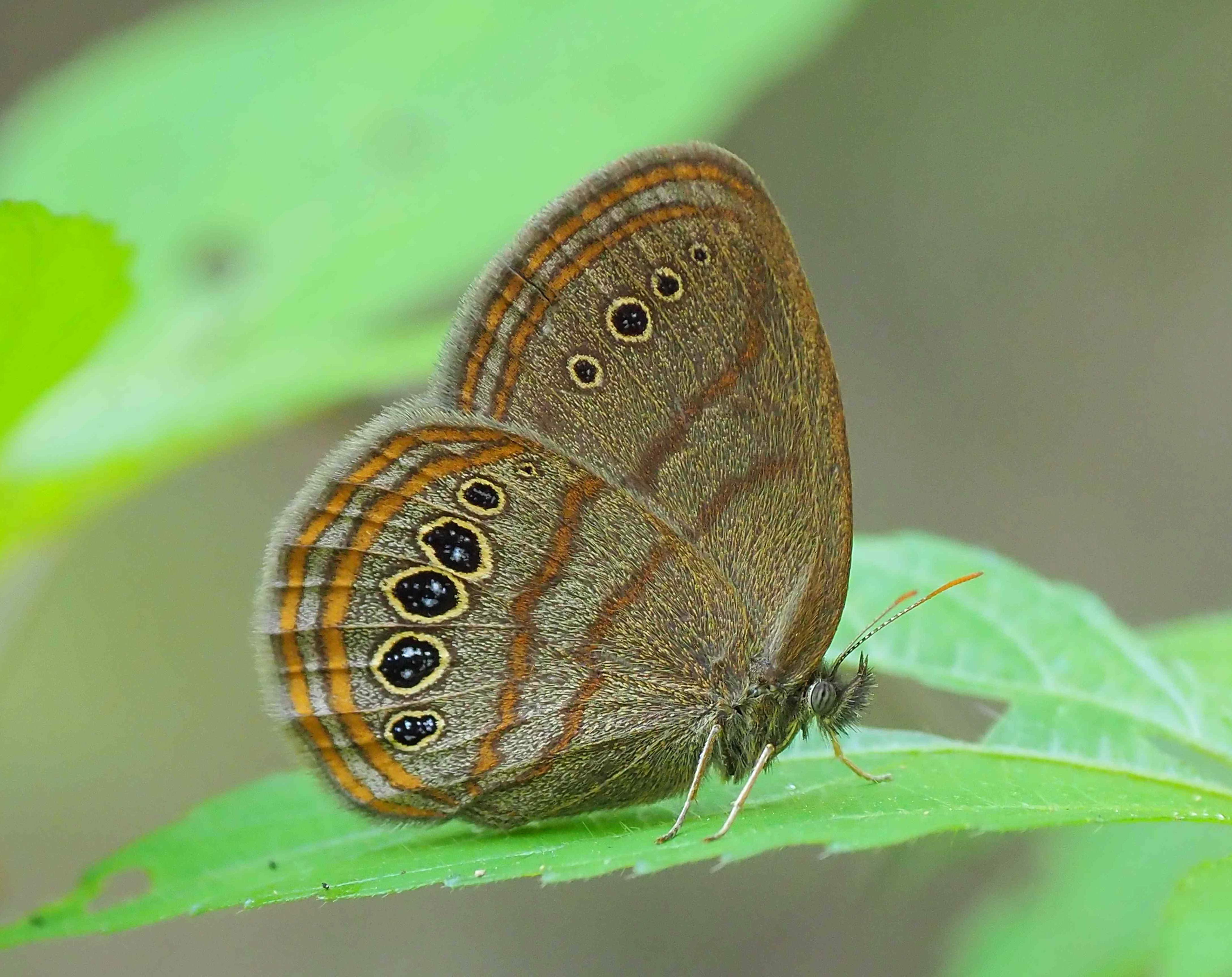 mitchell's satyr butterfly