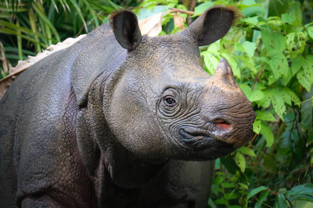javan rhinoceros